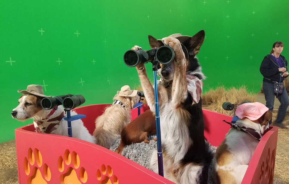 dogs on set at Nickelodeon Channel